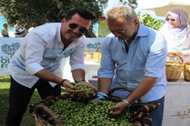 Туристы собрали урожай оливок