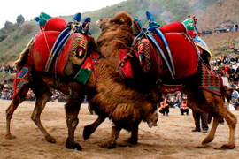 Календарь верблюжьих боев на 2017 год