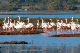 Фламинго на берегу озера Тузла