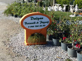 Dalyan Botanik Peyzaj Dalyan Botanik Peyzaj