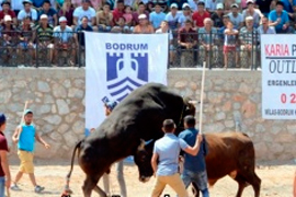 Фестиваль боев быков в Бодруме