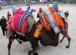 Состязания по верблюжьим боям в Бодруме