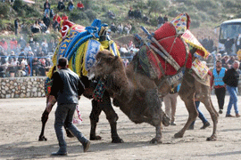 В Бодруме прошел фестиваль «Верблюжьей борьбы»