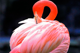 В Бодрум прилетели фламинго