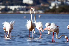 На зимовку в Бодрум прилетели первые фламинго