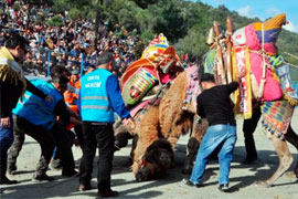Фестиваль верблюжьих боев в Бодруме