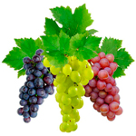 виноград виноград