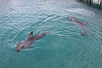 Поездка в Dolphin Park 