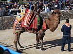 Фестиваль "Верблюжьи бои" в Бодруме